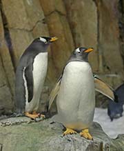 Picture/image of Gentoo Penguin