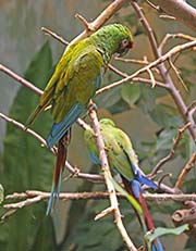 Picture/image of Military Macaw
