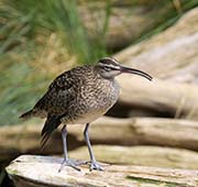 Picture/image of Whimbrel