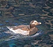 Picture/image of Long-tailed Duck