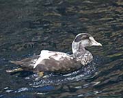 Picture/image of Common Eider