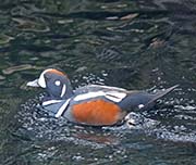 Picture/image of Harlequin Duck