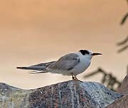 Picture/image of Common Tern