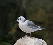 Picture/image of Black-legged Kittiwake