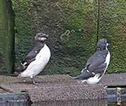 Picture/image of Razorbill