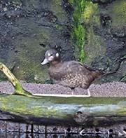 Picture/image of Harlequin Duck