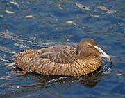 Picture/image of Common Eider