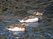 Picture/image of Long-tailed Duck