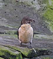 Picture/image of Razorbill