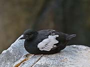 Picture/image of Black Guillemot