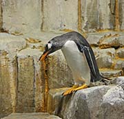 Picture/image of Gentoo Penguin