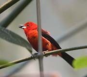 Brazilian Tanager