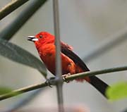 Picture/image of Brazilian Tanager