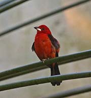 Picture/image of Brazilian Tanager
