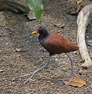 Picture/image of Wattled Jacana