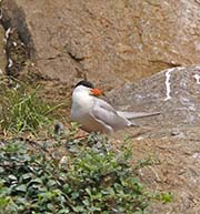 Picture/image of Common Tern