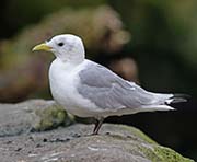 Picture/image of Black-legged Kittiwake