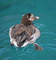 Picture/image of Long-tailed Duck