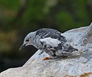 Picture/image of Black Guillemot