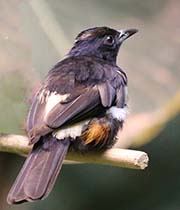 Picture/image of Fulvous-crested Tanager