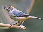 Burnished-buff Tanager