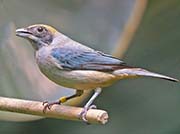 Picture/image of Burnished-buff Tanager
