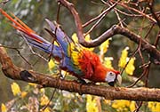 Picture/image of Scarlet Macaw