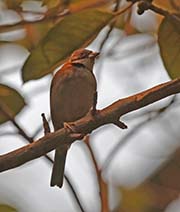 Picture/image of Rufous-collared Sparrow