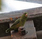 Picture/image of Spectacled Parrotlet