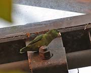 Picture/image of Spectacled Parrotlet