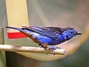 Picture/image of Opal-rumped Tanager