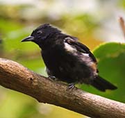 Picture/image of Fulvous-crested Tanager