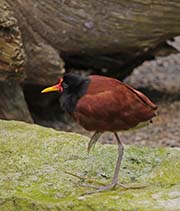 Picture/image of Wattled Jacana