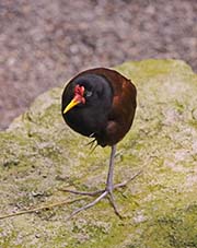 Picture/image of Wattled Jacana