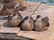 Picture/image of Wood Duck