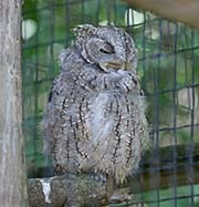 Picture/image of Eastern Screech Owl