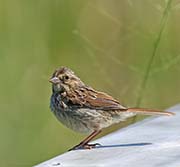 Picture/image of Savannah Sparrow