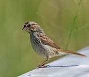 Picture/image of Savannah Sparrow