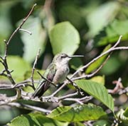 Picture/image of Ruby-throated Hummingbird
