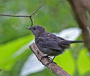 Picture/image of Gray Catbird