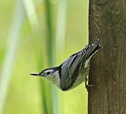 Picture/image of White-breasted Nuthatch