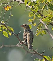 Picture/image of Brown-headed Cowbird