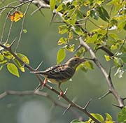 Picture/image of Brown-headed Cowbird