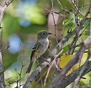 Picture/image of Alder Flycatcher
