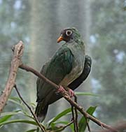 Picture/image of Jambu Fruit-Dove
