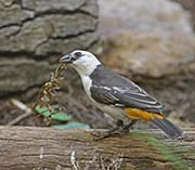 Picture/image of White-headed Buffalo-Weaver