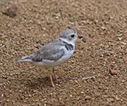 Picture/image of Piping Plover
