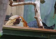 Picture/image of Papuan Hornbill