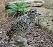 Picture/image of Spotted Thick-knee