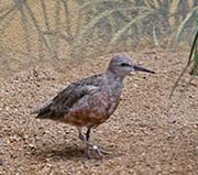Picture/image of Red Knot